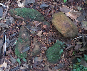 Outils de chimpanzés, Mont Nimba, Côte d’Ivoire : enclume, percuteurs et débris de noix 