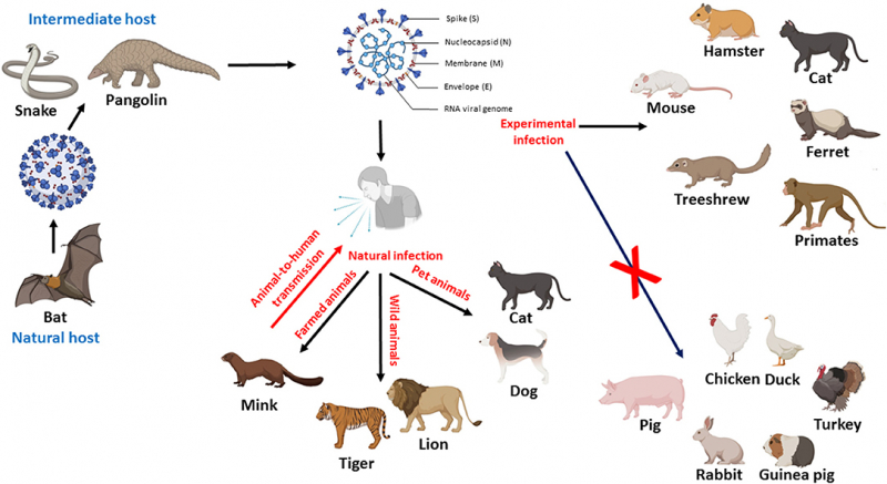 Diagramme montrant la complexité des relations interespèces impliquées dans la transmission du SARS-CoV-2 (Mahdy et al. 2020)